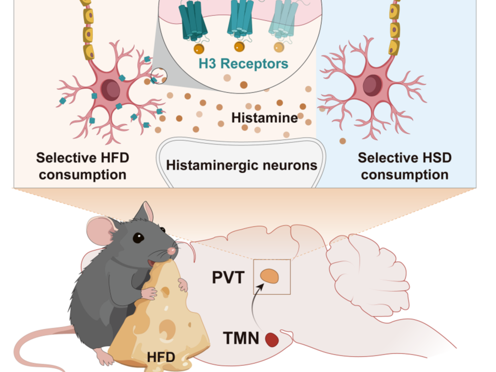 客户文章丨Neuron丨为什么总忍不住想吃油炸食品？浙江中医药大学陈忠/郑艳榕团队最新研究