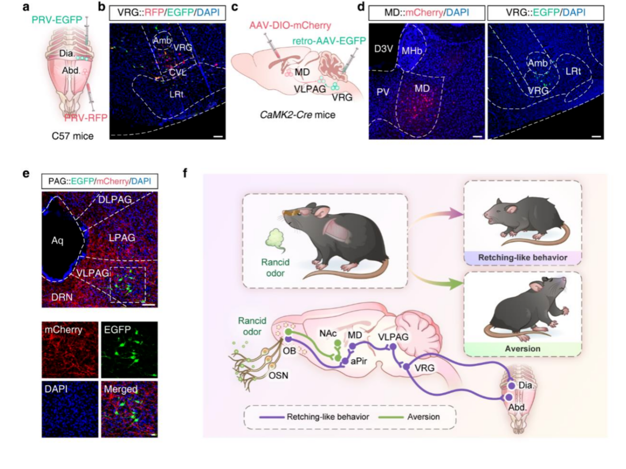 客户文章丨Nat.Commun.︱中科大张智/朱霞/王炜团队等揭示鼻-脑轴调控酸败气味的行为应答