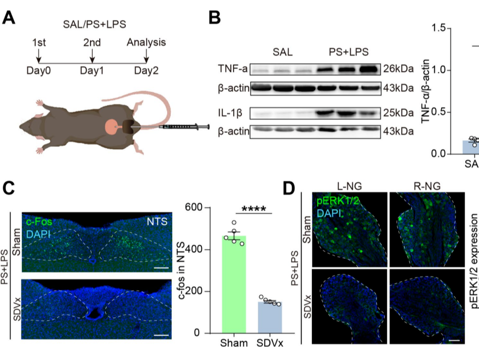 客户文章丨Neurosci. Bull.丨徐富强研究员、文鹏杰博士、王杰研究员揭示一条非脊髓性膀胱-脑迷走神经通路