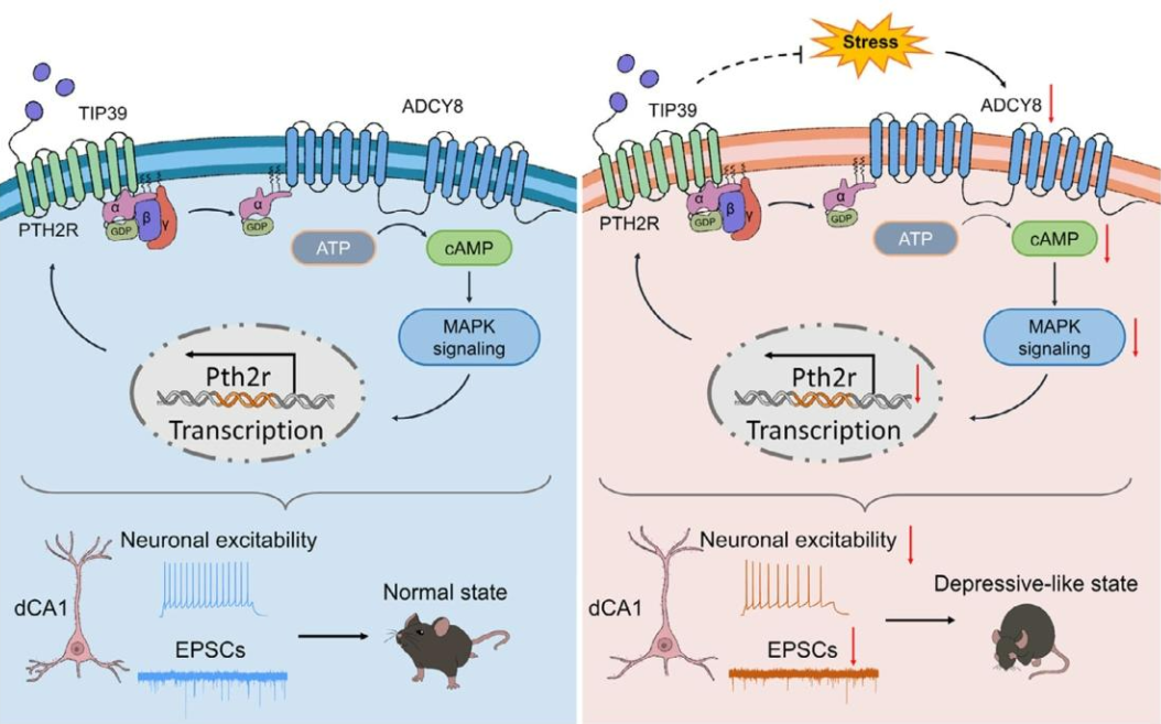 客户文章 | Adv. Sci. | 孙栋/陈文兵/朱筱娟团队揭示Adcy8缺失是抑郁的核心风险因子!