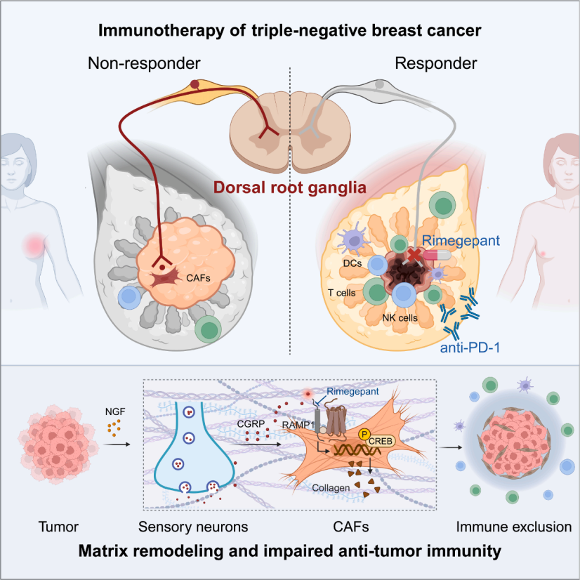客户文章丨Cell丨复旦大学江一舟/邵志敏/倪金飞/肖毅团队揭示感觉神经元调控TNBC肿瘤微环境，为免疫治疗提供新靶点
