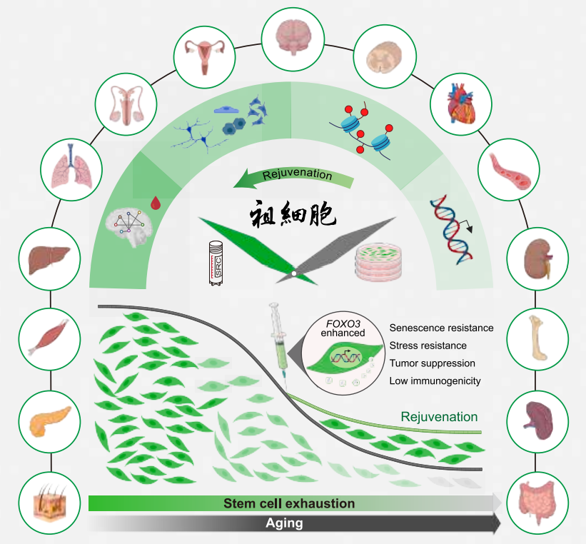 突破！中国团队在《Cell》发文：基因编辑干细胞让老年猴“逆龄”