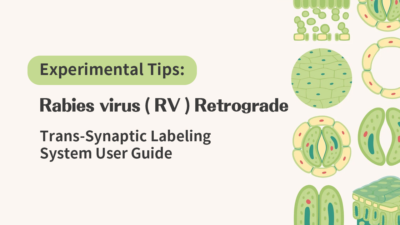 Experimental Tips: Rabies virus (RV) Retrograde Trans-Synaptic Labeling System User Guide