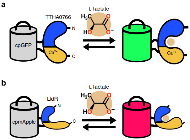 文献解读丨 “红绿探针”让L-乳酸代谢动态“无死角”可视化