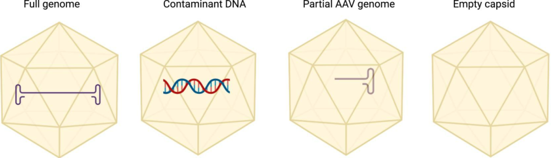干货 | AAV 关键质量属性（CQA）深度解析