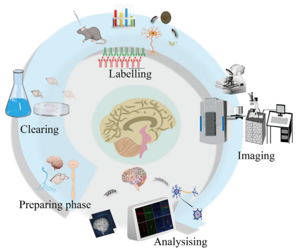 深度解析 | 组织透明化技术：神经科学研究的“三维透视镜”