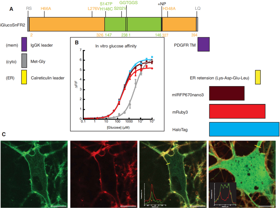 文献解读丨Sci. Adv.丨从细胞到活体：第二代葡萄糖探针iGlucoSnFR2多维度验证及其在脑代谢研究中的应用