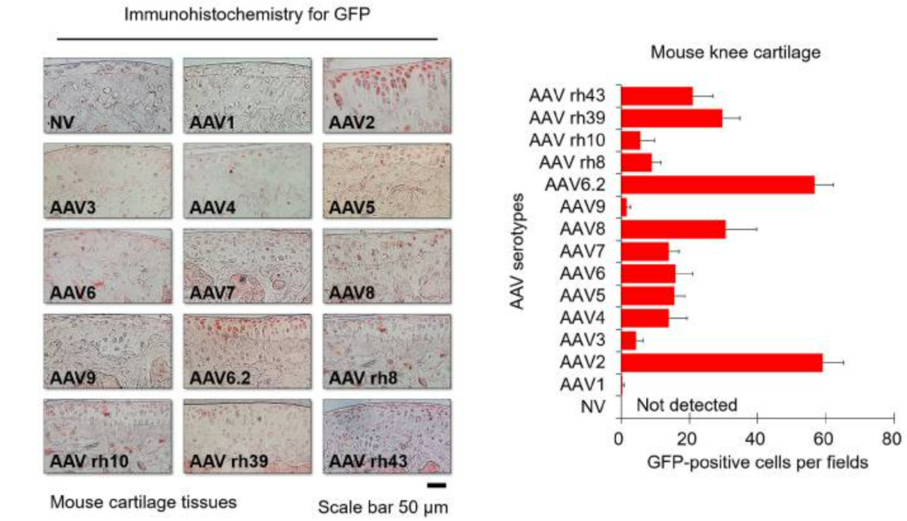 骨骼篇丨AAV在基因治疗中的应用：血清型、启动子选择与注射策略