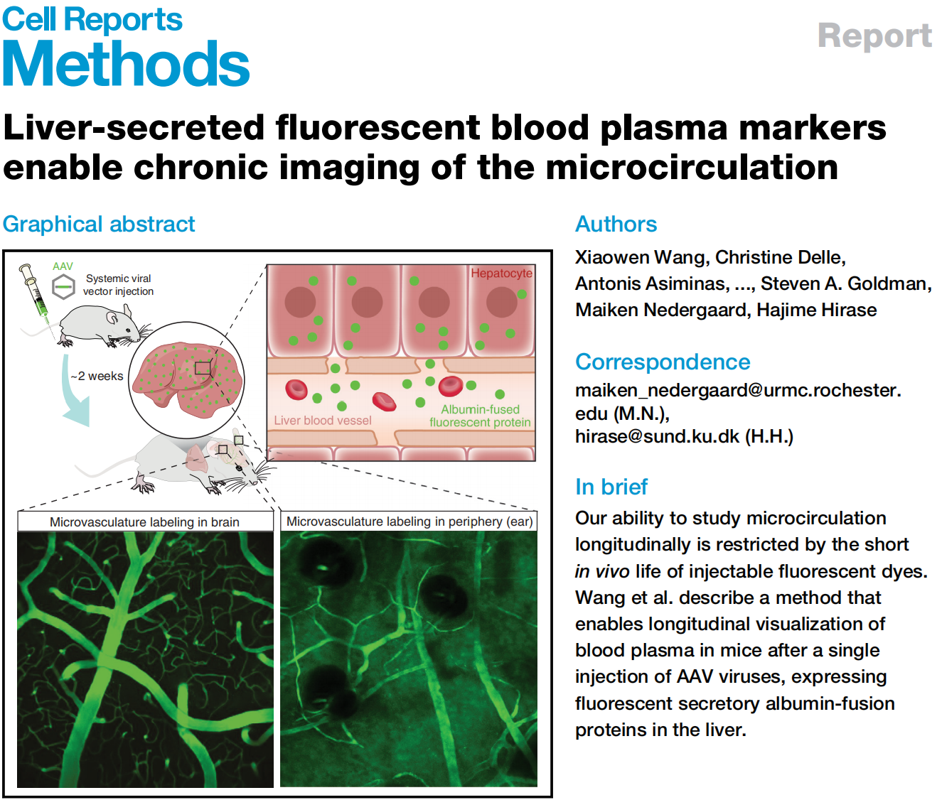 AAV8-Alb-mNG荧光示踪剂：全方位解析血管循环成像新技术