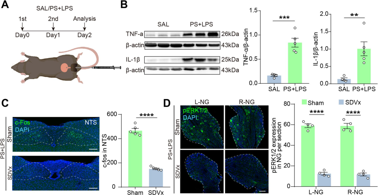 文献解读丨Neurosci. Bull.丨徐富强研究员、文鹏杰博士、王杰研究员揭示一条非脊髓性膀胱-脑迷走神经通路