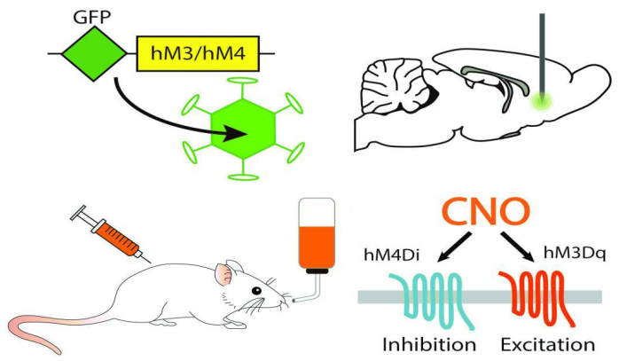 小布Tips | 3分钟读懂化学遗传，精准拿捏神经元 “开关”