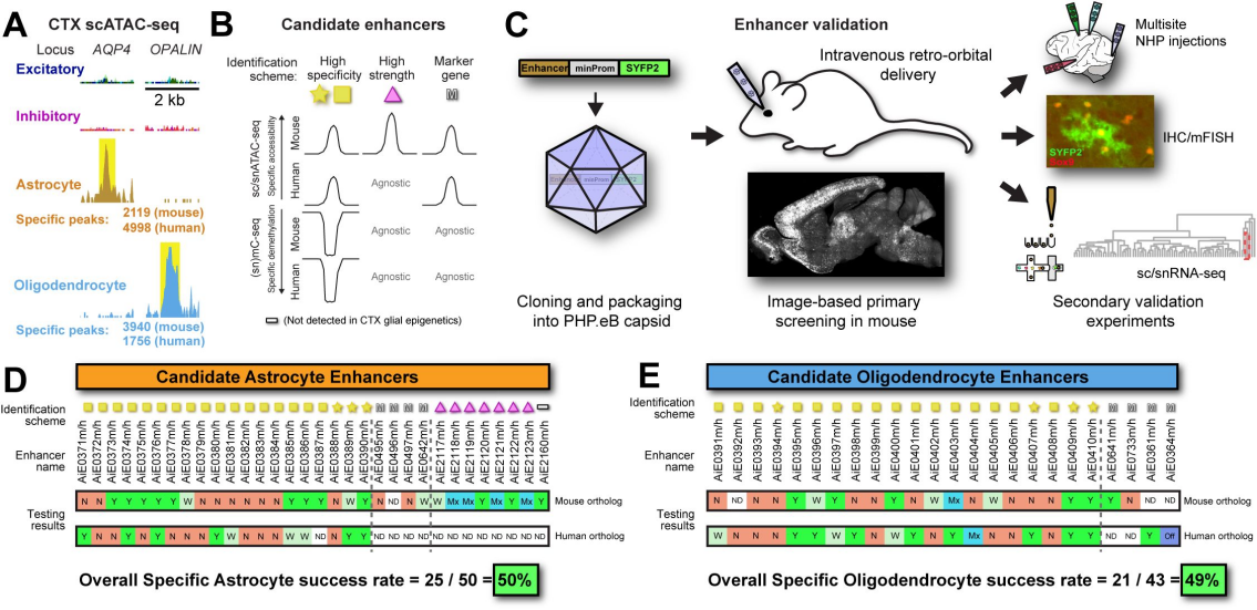 突破胶质细胞研究瓶颈！新型增强子AAV工具库来了，跨物种+高特异性全覆盖