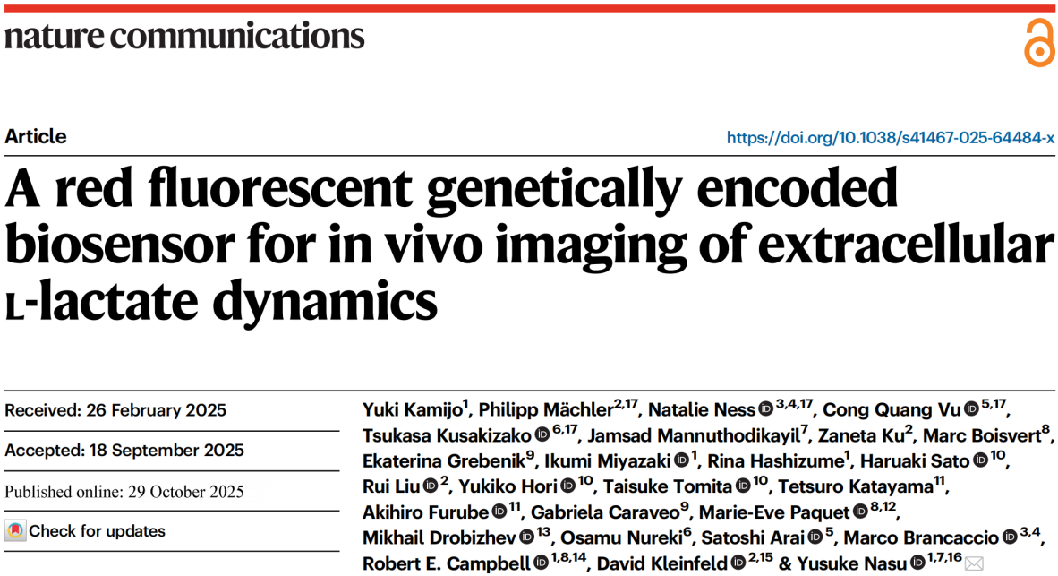 突破！R-eLACCO2.1实现清醒小鼠皮层成像，同步捕捉内源性胞外L-乳酸动态与神经活动