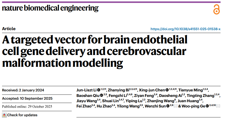 Nat Biomed Eng|戈鹉平/孙文智开发rAAV-miniBEND系统：破解脑内皮细胞基因递送难题，助力脑血管畸形建模！