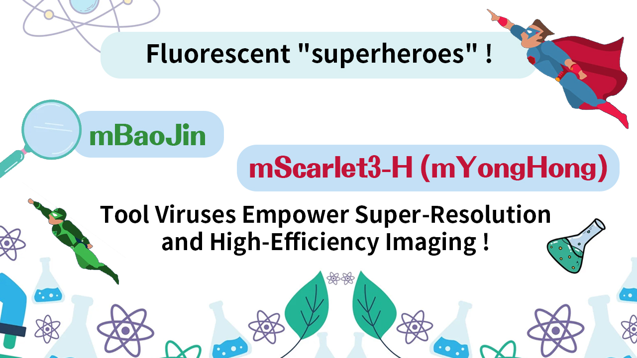 Fluorescent “superheroes”！ mBaoJin + mScarlet3-H (also known as mYongHong) Tool Viruses Empower