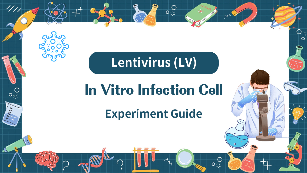 Lentivirus (LV) In Vitro Infection Cell Experiment Guide: Procedures, Precautions, and Troubleshooting Tips