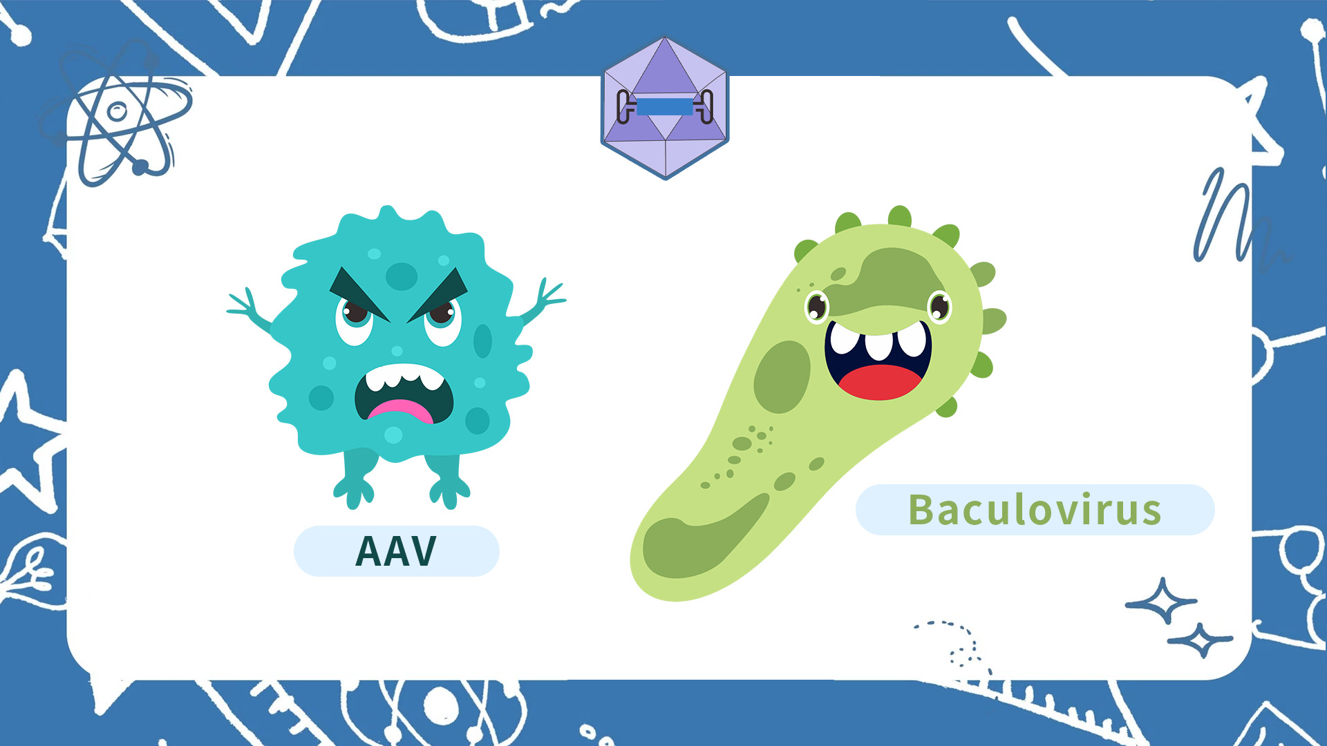 Baculovirus