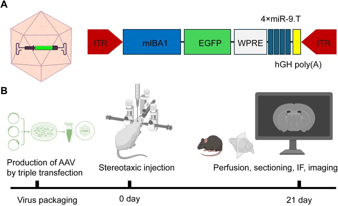 Microglia Gene Delivery Solutions: AAV11 Enables High-Efficiency, Microglia-Specific Transduction