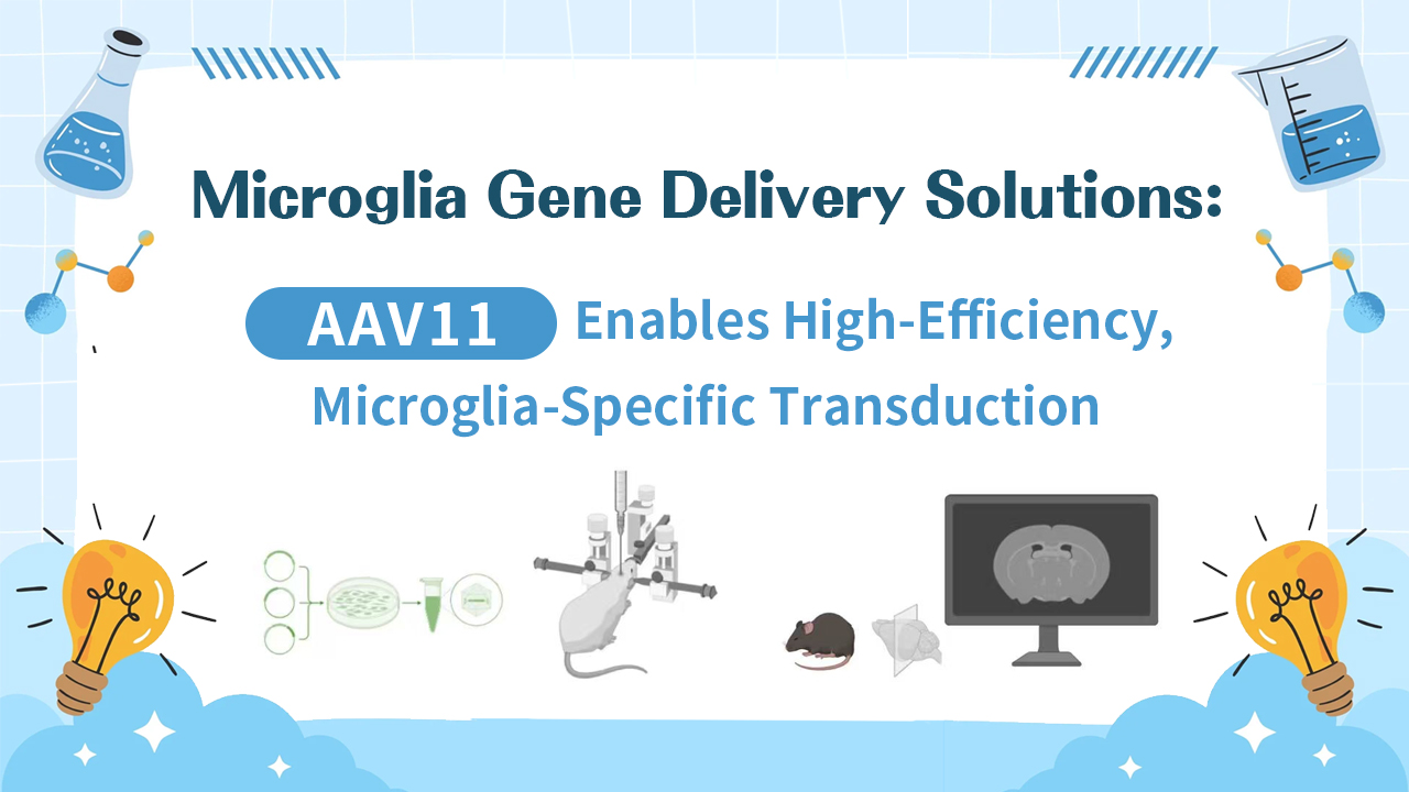 Microglia Gene Delivery Solutions: AAV11 Enables High-Efficiency, Microglia-Specific Transduction