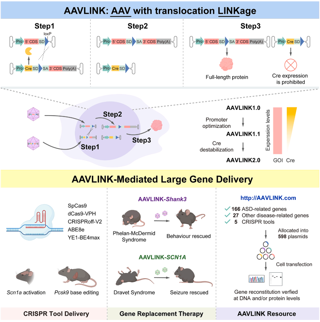 Cell Highlight丨Breaking Through AAV Delivery Bottlenecks! AAVLINK Technology Efficiently Delivers Large Genes to Aid in Genetic Disease Treatment