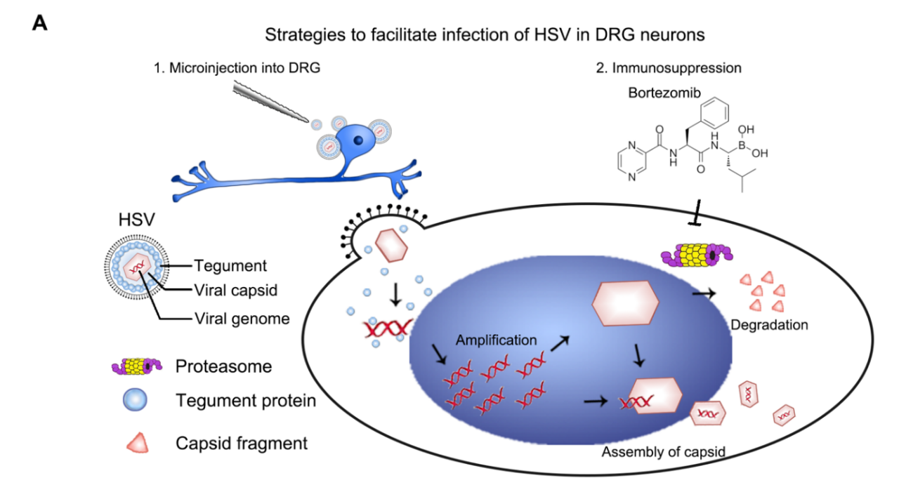HSV Virus + Immunosuppressant Bortezomib Achieves Efficient Neuron Infection!
