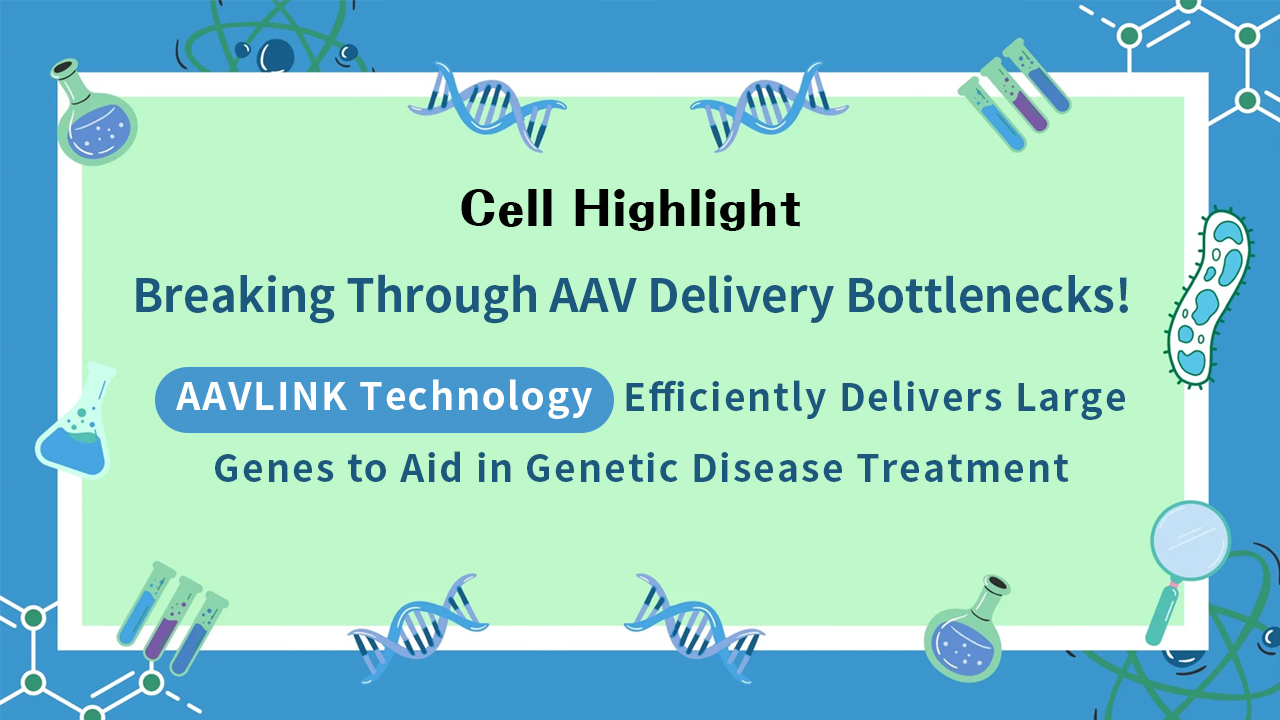 Cell Highlight丨Breaking Through AAV Delivery Bottlenecks! AAVLINK Technology Efficiently Delivers Large Genes to Aid in Genetic Disease Treatment