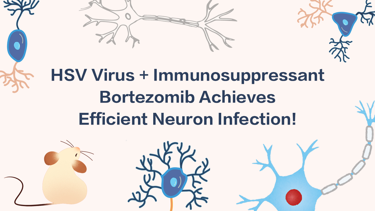 HSV Virus + Immunosuppressant Bortezomib Achieves Efficient Neuron Infection!