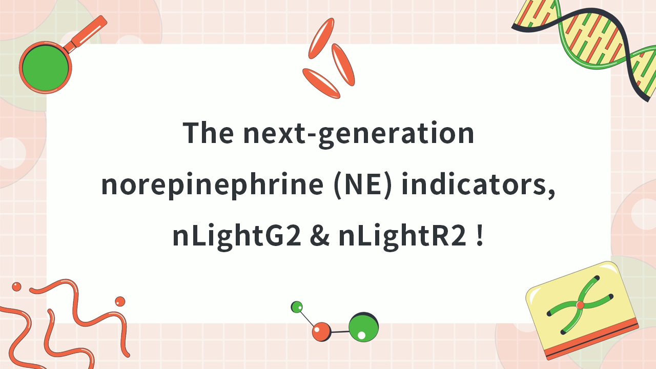 The next-generation norepinephrine (NE) indicators, nLightG2 & nLightR2 !