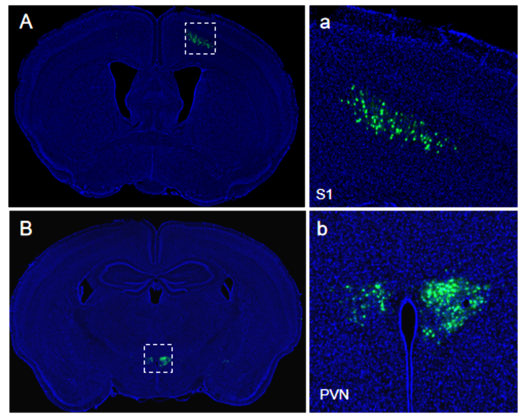 In vivo testing results of retrograde multi-synaptic tracing virus - Pseudorabies Virus (PRV)