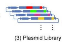 Plasmid Library