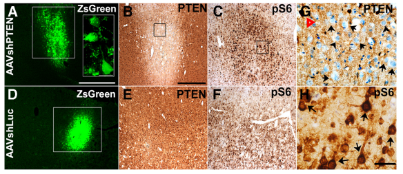 Starting from Scratch with RNA Interference: What You Need to Know
