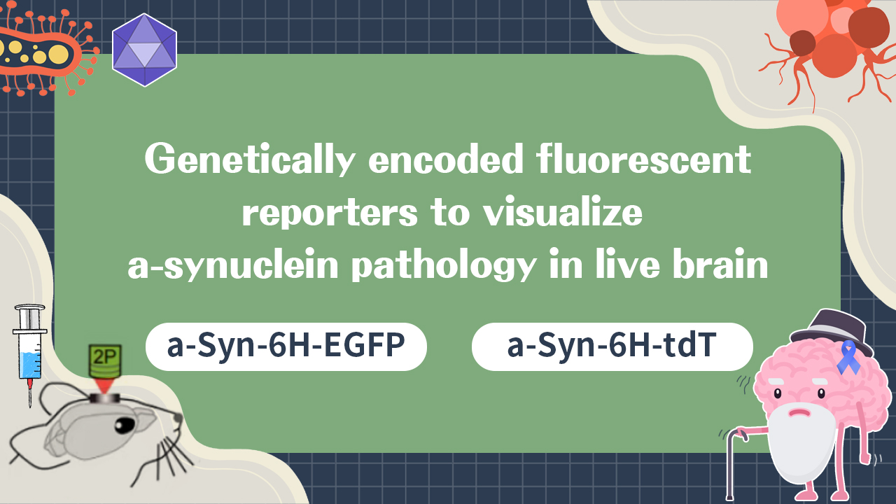 A New Tool for Visualizing α-Syn Aggregates in Live Brains—α-Syn-6H-EGFP/tdT sensor Experiment Gu