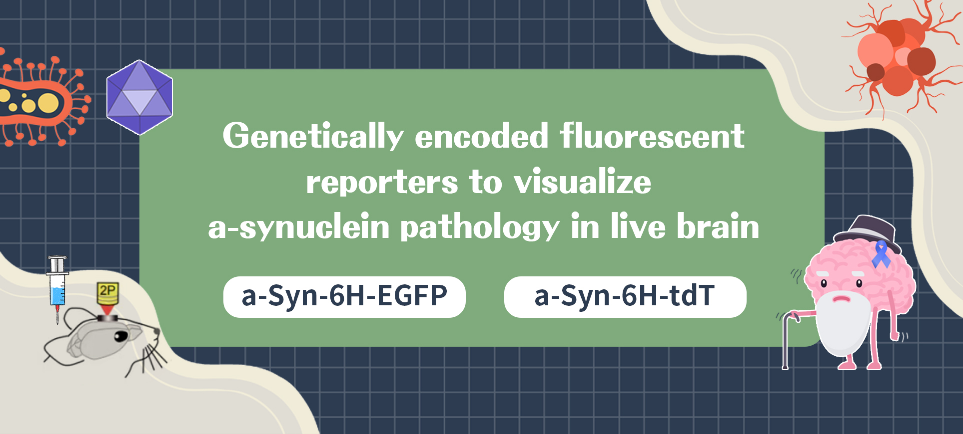 A New Tool for Visualizing α-Syn Aggregates in Live Brains—α-Syn-6H-EGFP/tdT sensor Experiment Guide