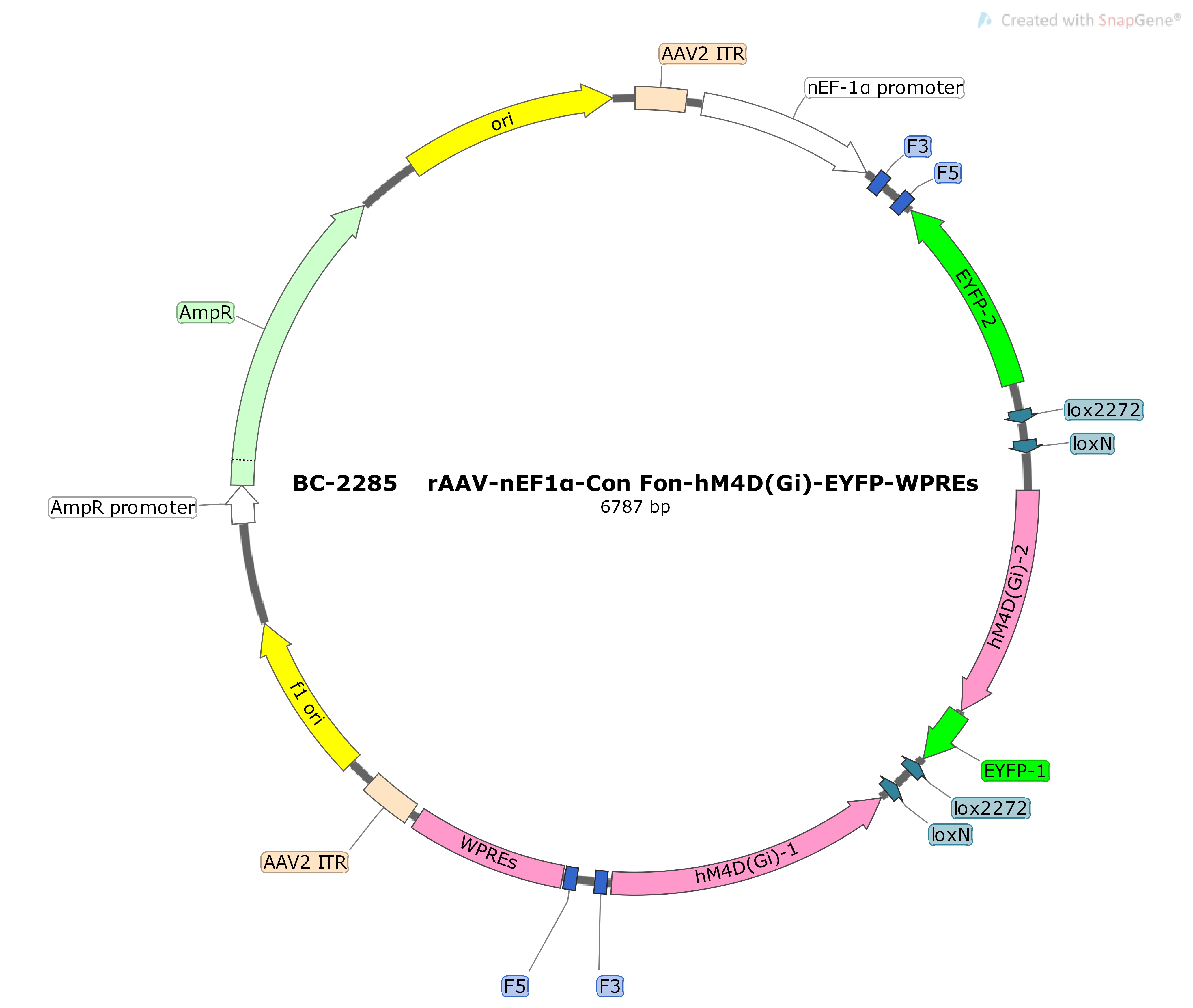 BC-2285 rAAV-nEF1α-Con Fon-hM4D(Gi)-EYFP