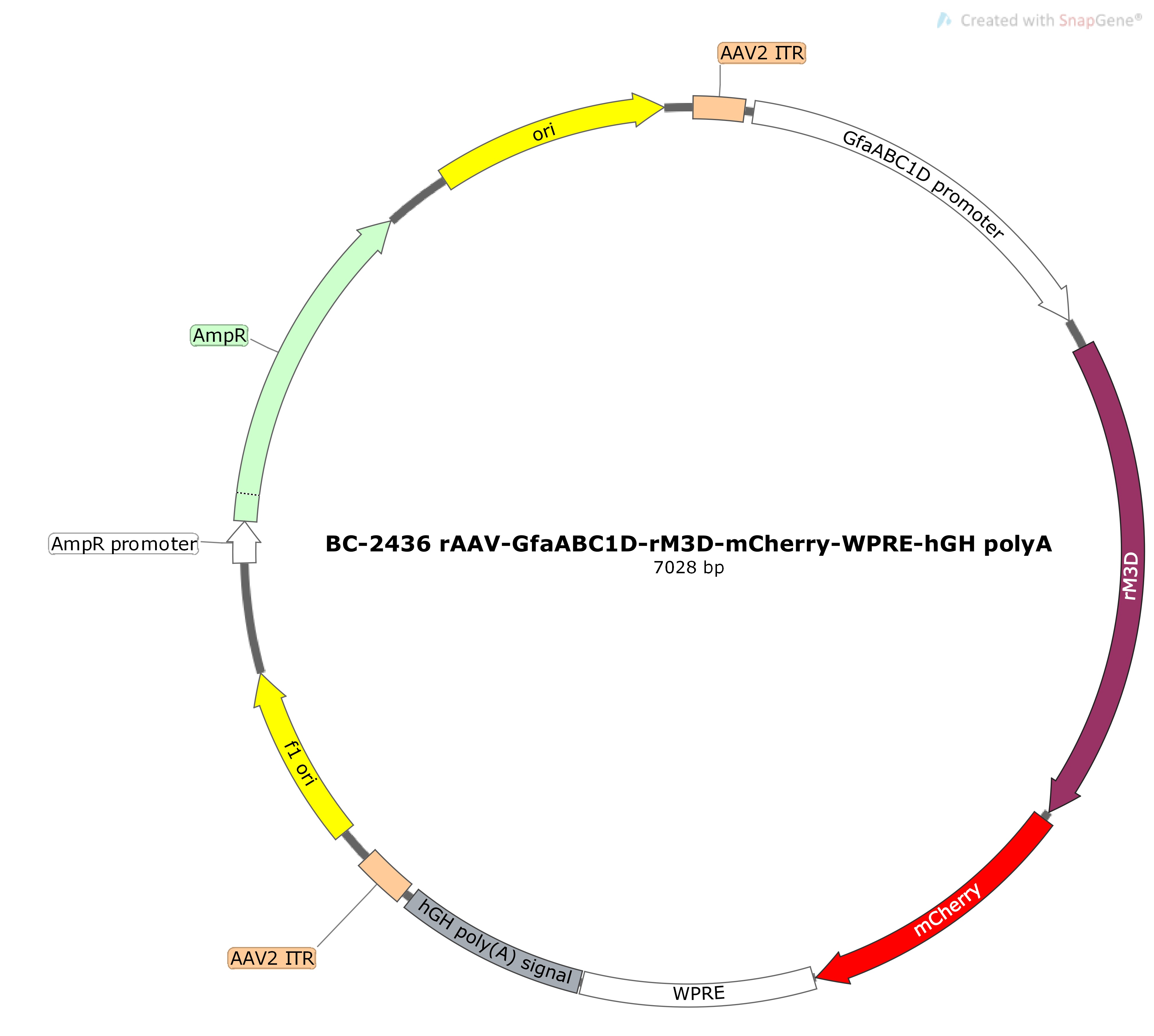 BC-2436 rAAV-GfaABC1D-rM3D-mCherry
