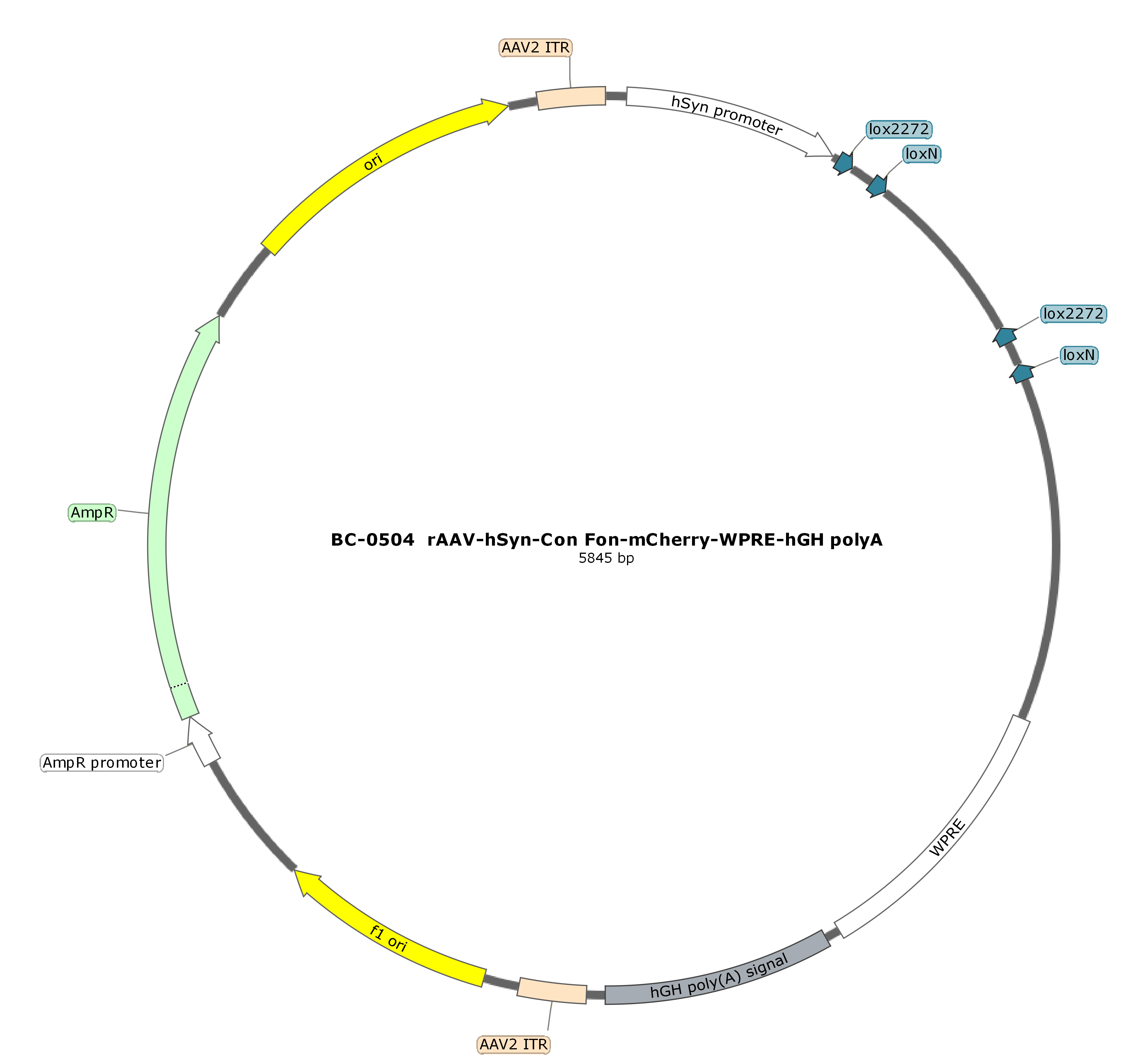 BC-0504 rAAV-hSyn-Con Fon-mCherry