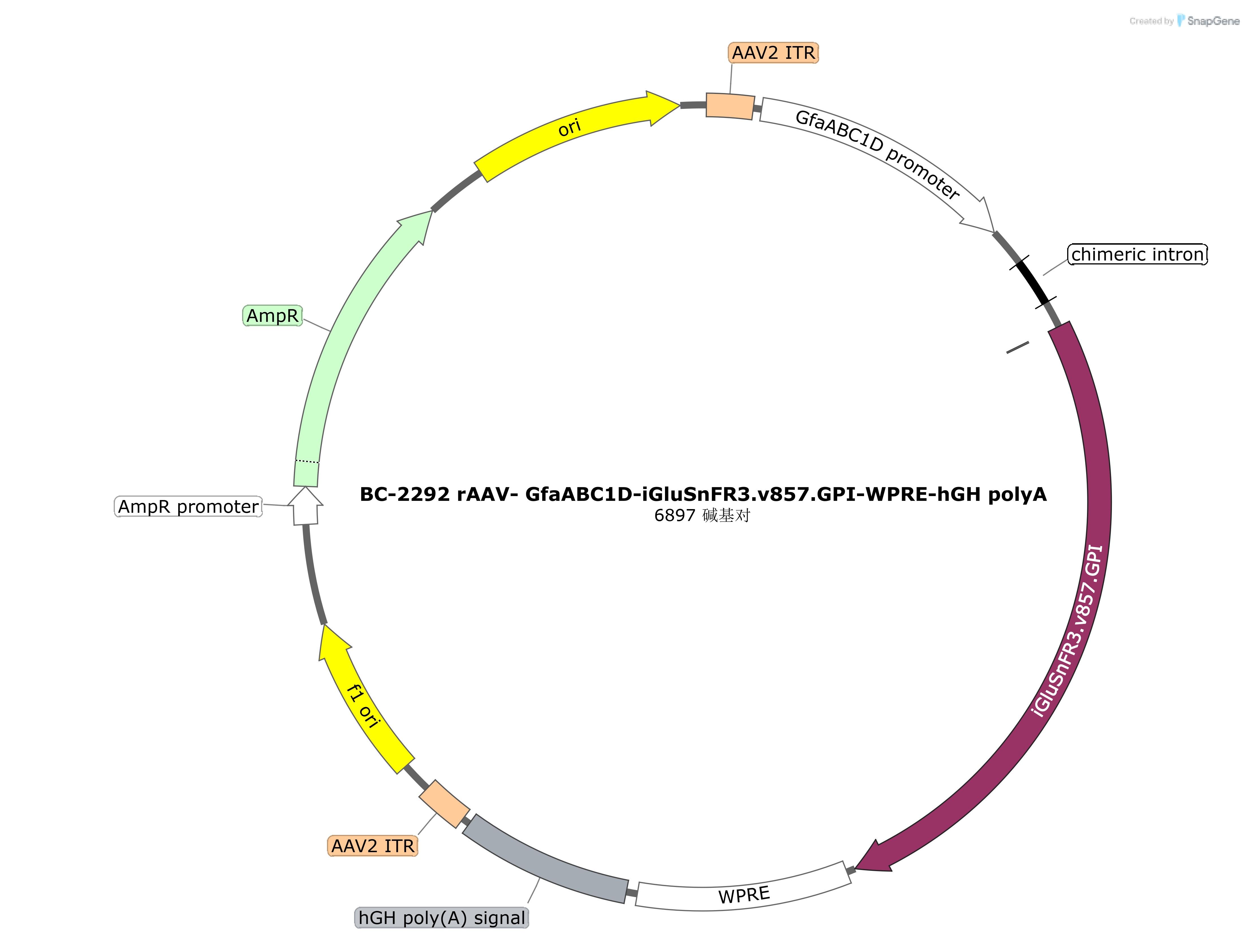 BC-2292 rAAV-GfaABC1D-iGluSnFR3.v857.GPI