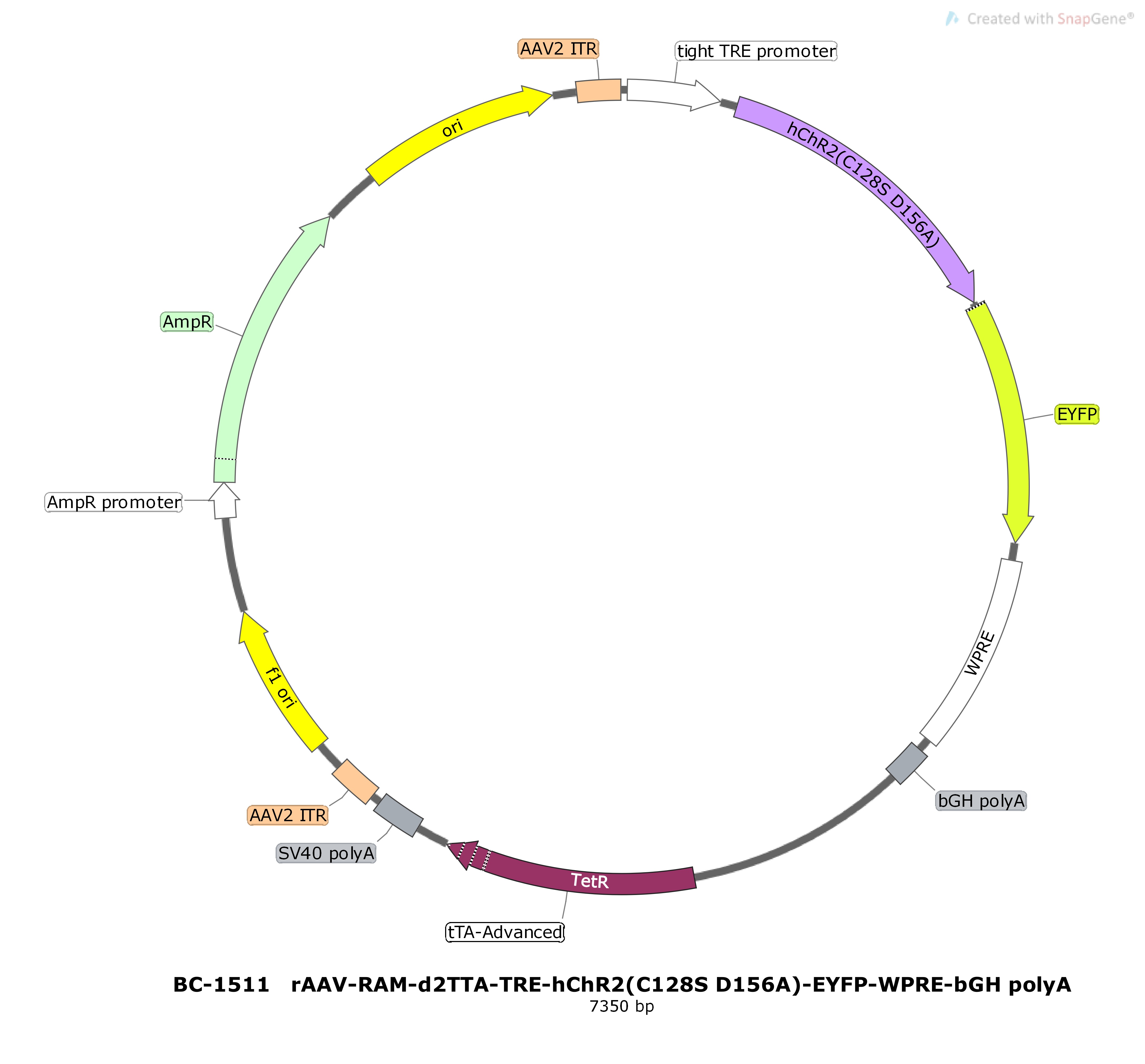BC-1511 rAAV-RAM-d2TTA-TRE-hChR2(C128S D156A)-EYFP