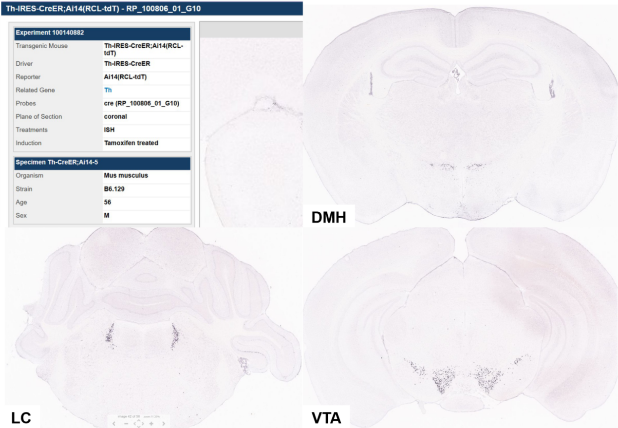 Selection of Transgenic Mice：TH-cre or BDH-cre ?