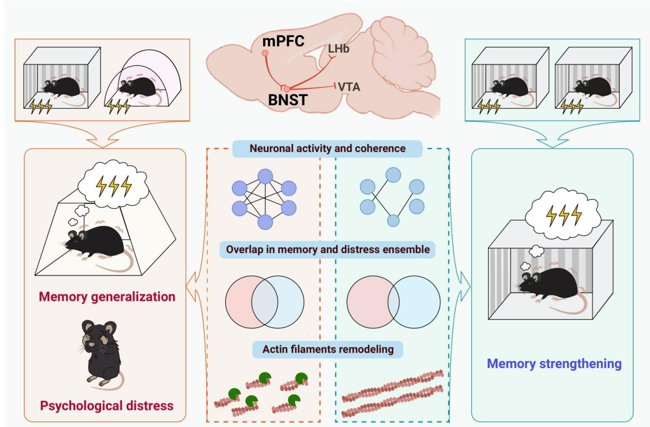 Client Article | The Innovation | Team of Xiaojing Ye, Weijie Lin, and Yanni Zeng from Sun Yat-sen University Reveals New Mechanism of Depression and Anxiety: mPFC→BNST Circuit Regulates Memory Generalization and Stress Behavior