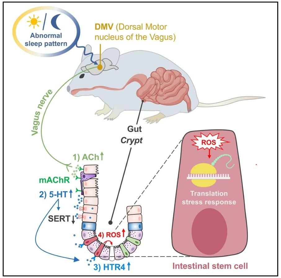 客户文章 | Cell Stem Cell | 于政权/王枫/吕聪团队联手揭示“DMV-迷走神经-肠轴”介导睡眠障碍诱导肠干细胞功能障碍