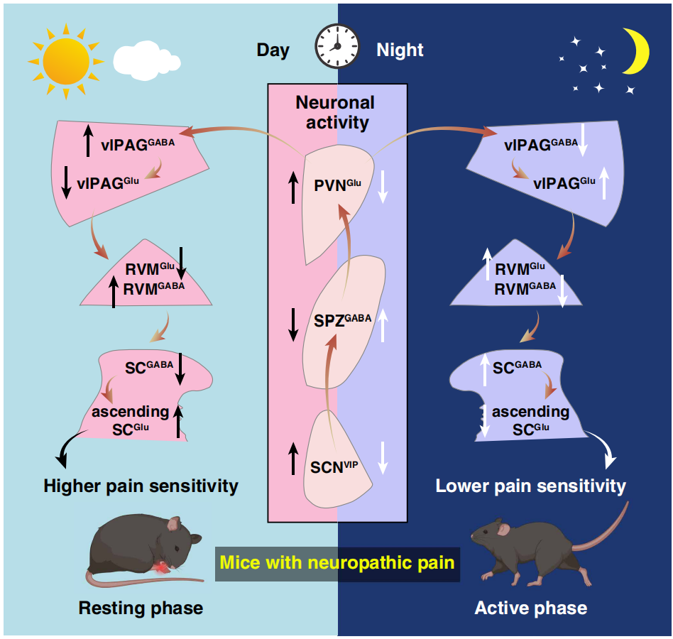 破解疼痛昼夜节律之谜｜中科大张智团队Science详细解读核心调控环路
