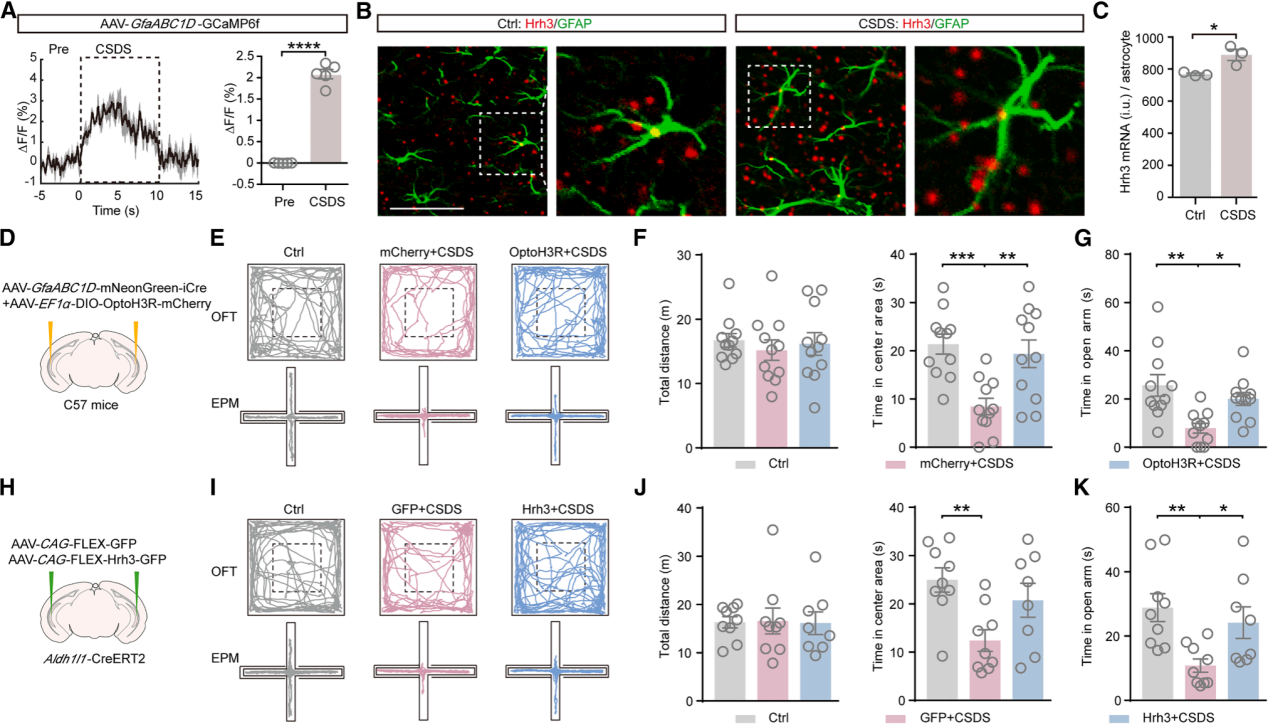 Client Article | Neuron | Reveals the Molecular Mechanism of Astrocytic H3R Regulation of Anxiety Behavior via GABA Signaling