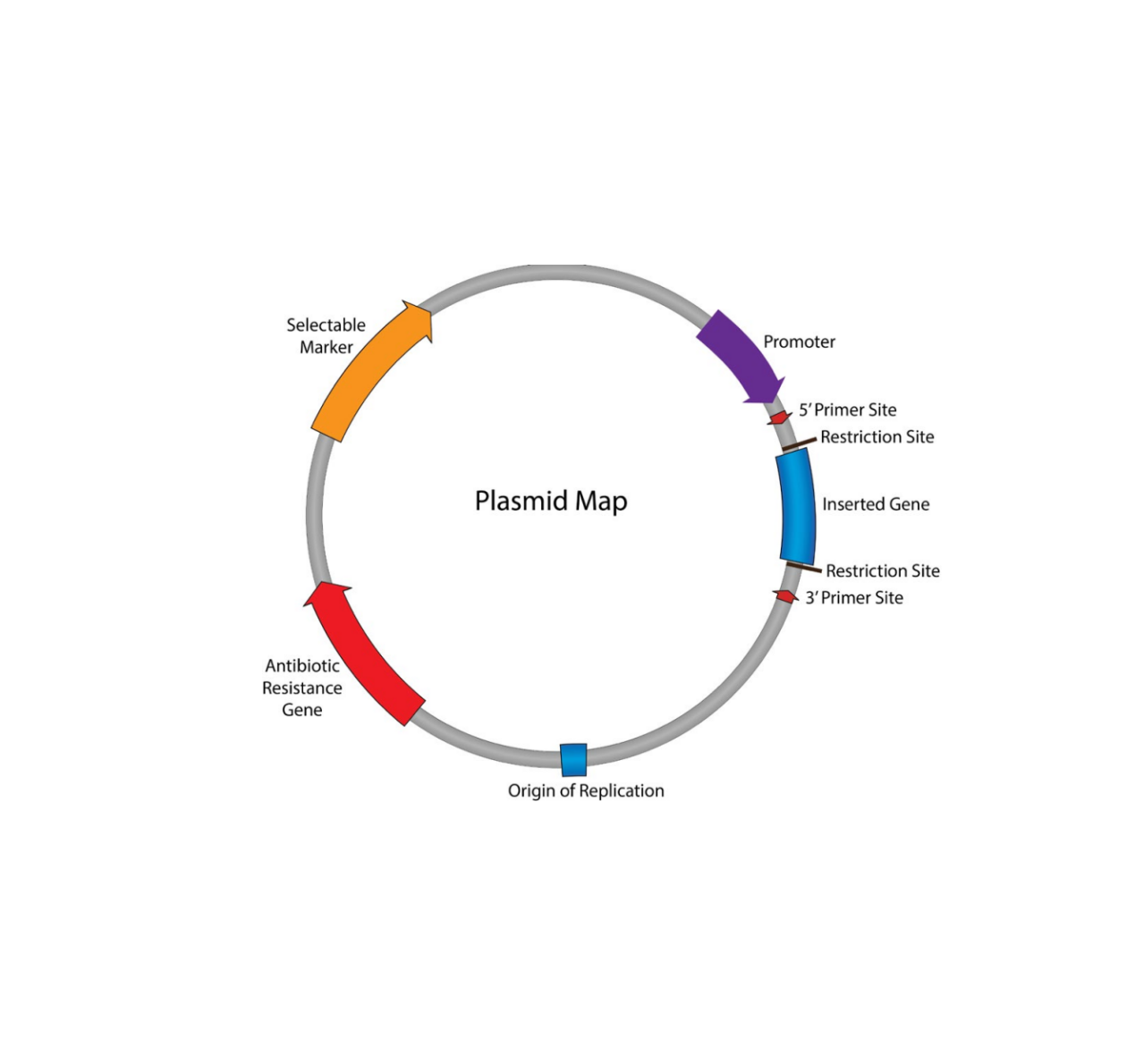The Crucial Role of Plasmids in Molecular Biology