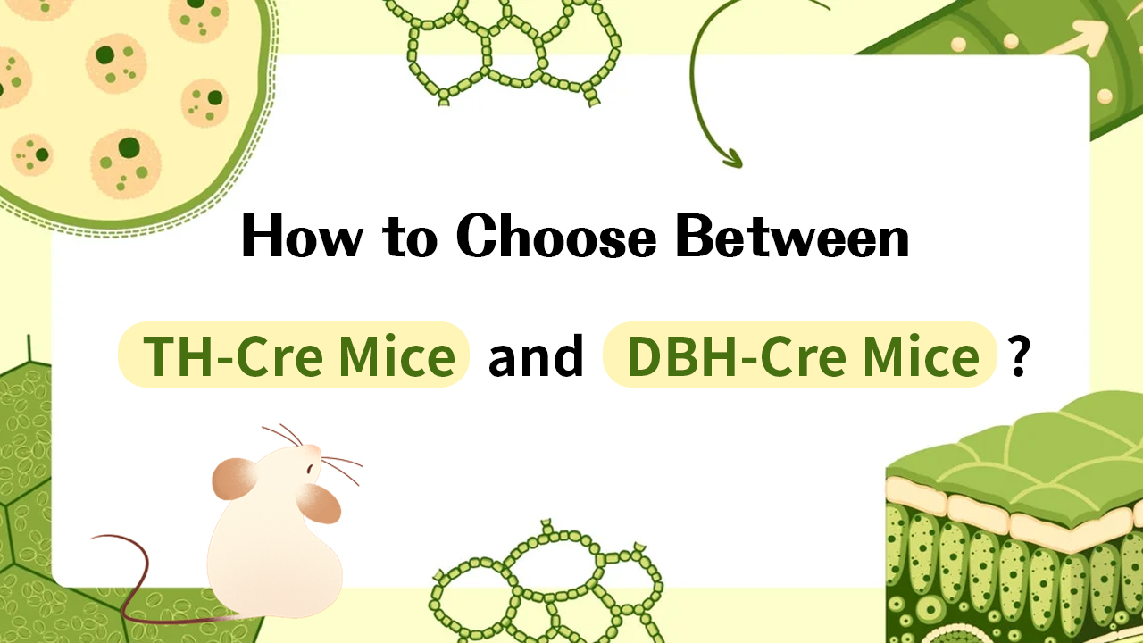Selection of Transgenic Mice：TH-cre or DBH-cre ?
