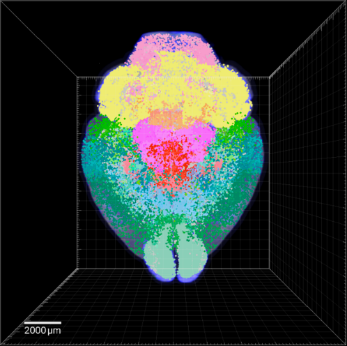 BrainCase Biotech| Whole-Brain Transparency Imaging  and Analysis Services