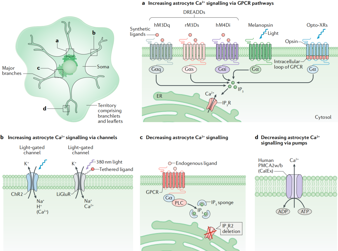 Nature Reviews Neurosci: A Summary of Astrocyte-Specific Targeting and Manipulation Tools!