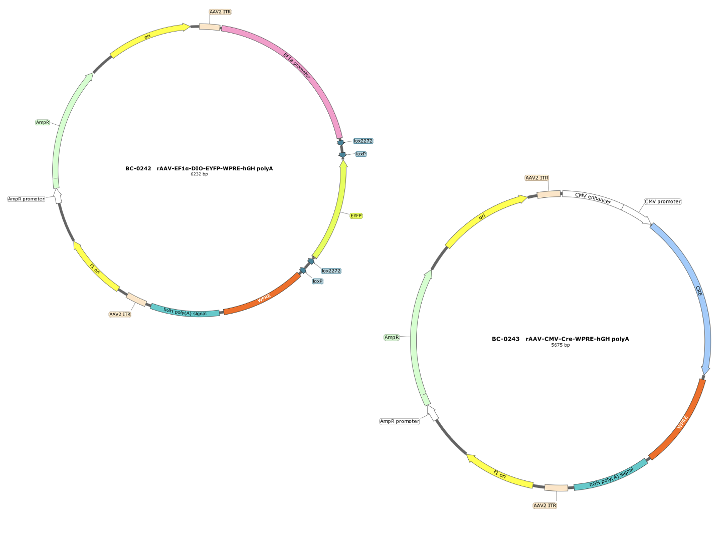 <span style='color:#232E3C'>Plasmid</span>