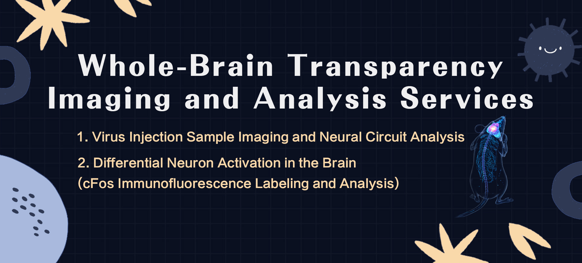 BrainCase Biotech| Whole-Brain Transparency Imaging  and Analysis Services