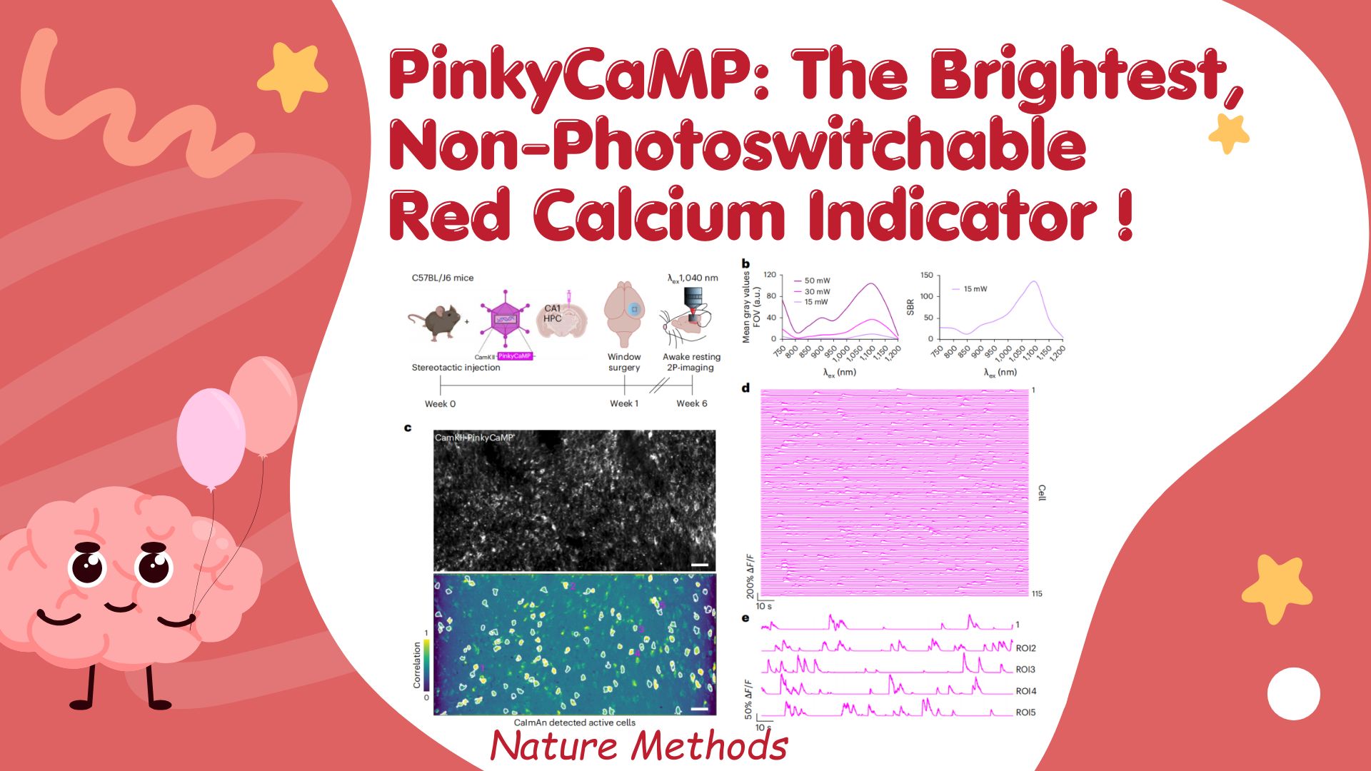 Nature Methods | PinkyCaMP: The Brightest, Non-Photoswitchable Red Calcium Indicator Yet!